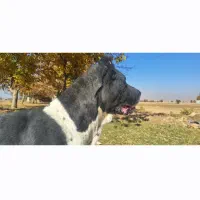 واگذاری ماده سگ 4 ساله