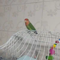 طوطی برزیلی سخنگو|پرنده|سنندج, |دیوار