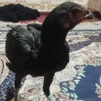 مرغ ماده