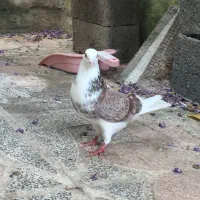 کفتر نر