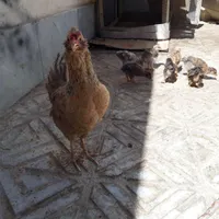 بوقلمون  برنزه.مرغ گلین کرجی .مررغ گلین باجوجه|حیوانات مزرعه|بیرجند, |دیوار