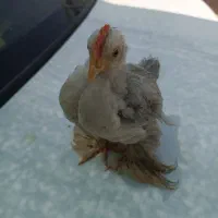 جوجه کوشین و سلطان
