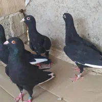 قره سوری ،دمچتری،موشی طلایی|پرنده|خورموج, |دیوار