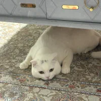 گربه نر(برای فروش)