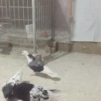 کبوتر کفتر کله سینه|پرنده|شوشتر, |دیوار