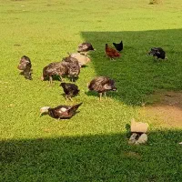 فروش بوقلمون و اردک اسرائیلی و مرغ و خروس|حیوانات مزرعه|چالوس, |دیوار