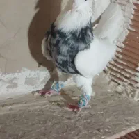 طوقی  الماسی نر