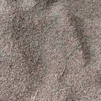 شلتوک،برنج