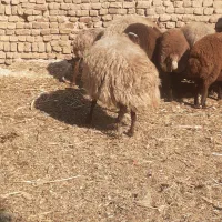 میش آبستن|حیوانات مزرعه|شهریار, شهرک امیریه|دیوار