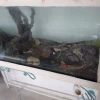 اکواریوم با پایه فرفورژه|ماهی|مشهد, حجاب (شهرک غرب)|دیوار