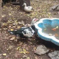 غازو اردک وخروس|حیوانات مزرعه|تهران, حکیمیه|دیوار