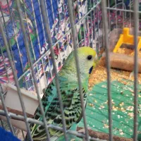 مرغ عشق اسپانگل|پرنده|خرمشهر, |دیوار