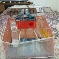 یک جفت مرغ عشق|پرنده|تهران, مسعودیه|دیوار