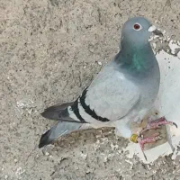 جفت نروماده پلاک|پرنده|خورموج, |دیوار
