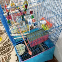 قفس و مرغ عشق|پرنده|بم, |دیوار