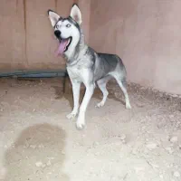 هاسکی باهوش نگهبانی