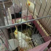 متعلقات پرنده