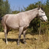 یه عدد مادیان چهارسال زیبا و عزیز|اسب و تجهیزات اسب‌سواری|سرپل ذهاب, |دیوار