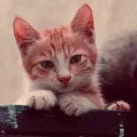 واگذاری رایگان دو‌ بچه گربه|گربه|ری, ظهیرآباد|دیوار