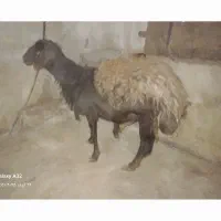 قوچ قزل افشار