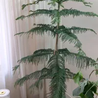 کاج مطبق،برگ انجیری،دیفن باخیا،اِریکا
