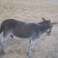 فروش حیوان خر (الاغ) کر