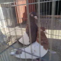 جفت سینه قهوای تخم جوجه ای ،