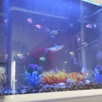 اکواریوم|ماهی|سبزوار, کاشفی شمالی (دادگستری)|دیوار