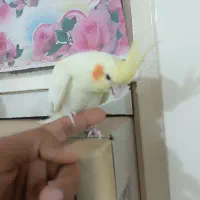 عروس هلندی گمشده