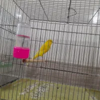 قناری سرای توکلی  فرخشهر|پرنده|فرخ‌شهر, |دیوار