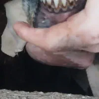 سه تا زایده شیر کرده 10روز دیگه وقت داره