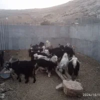 بز گله داری