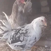 مرغ و خروس زینتی|حیوانات مزرعه|گلپایگان, |دیوار