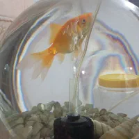 تنگ بسیار بزرگ با گلدفیش