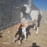 بز با بزغاله ماده