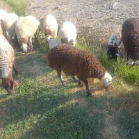 خرید و فروش گوسفند (میش شیشک بره)