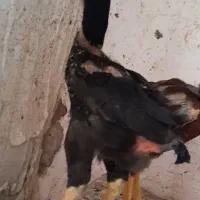 جوجه افقان
