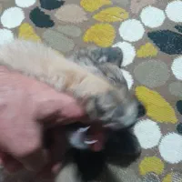 توله. سراب وخراسانی|سگ|آمل, |دیوار