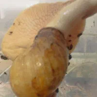 فروش تعداد محدودی حلزون از نیمه مولد تا مولد|خزنده|جیرفت, |دیوار