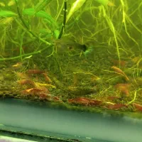 میگو    شریمپ