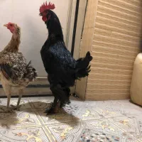 خروس مرندی و مرغ محلی و مرغ لاری