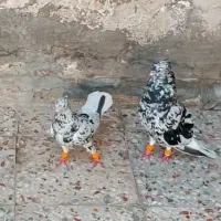 کبوتر جفت دمسفید