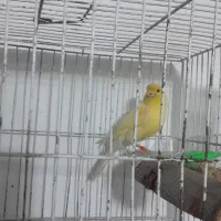 قناری نر