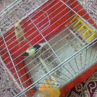 قناری|پرنده|باقرشهر, |دیوار