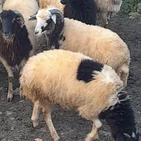 بره های نر فروشی مخصوص قربانی و داشتی و قصابی|حیوانات مزرعه|سیاهکل, |دیوار