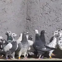 کبوتر بوم