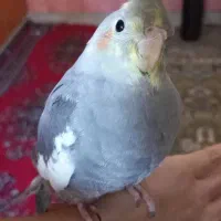 شادگان|پرنده|شادگان, |دیوار