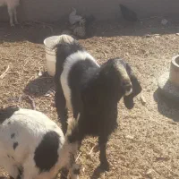 کره پاکستانی