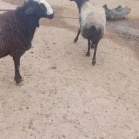 میش های شیشک بابره ۴۰ عدد همه بره دار