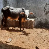 گوساله نر داشتی
